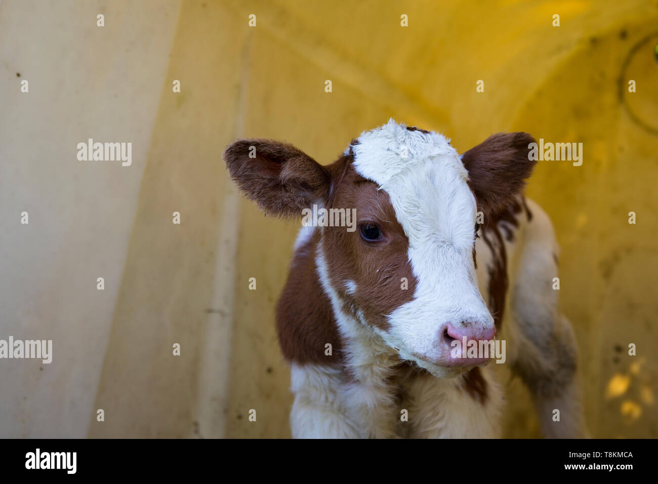 Neugeborene Red Holstein MRI Kalb, Landwirtschaft in den Niederlanden Stockfoto