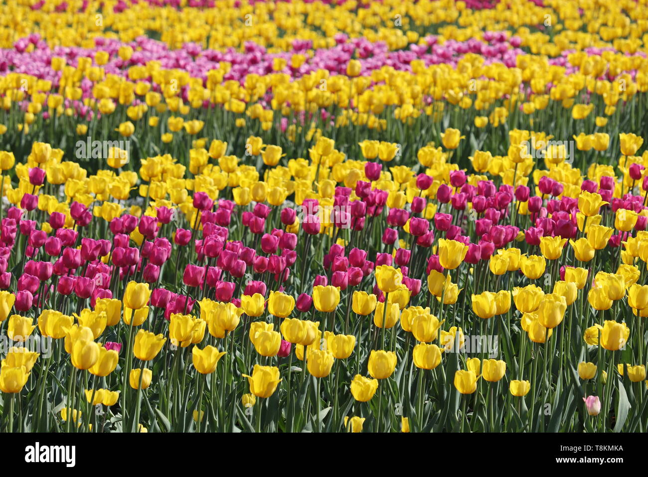 Bereich der blühenden Tulpen im sonnigen Tag, selektive konzentrieren. Gelb und Lila Tulpe Blumen, Bunte, mit Blumenmustern Hintergrund Stockfoto