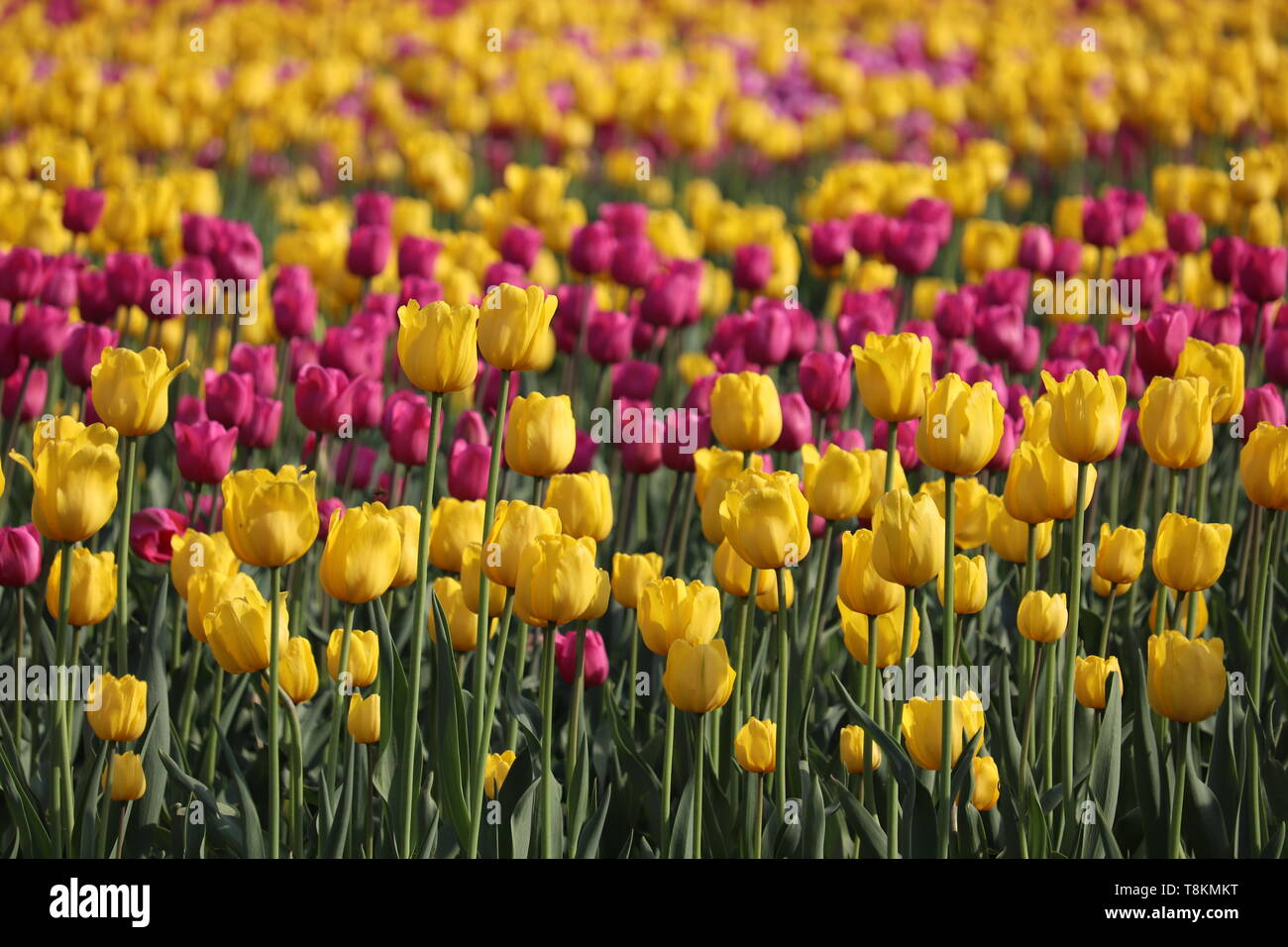Bereich der blühenden Tulpen im sonnigen Tag, selektive konzentrieren. Gelb und Lila Tulpe Blumen, Bunte, mit Blumenmustern Hintergrund Stockfoto