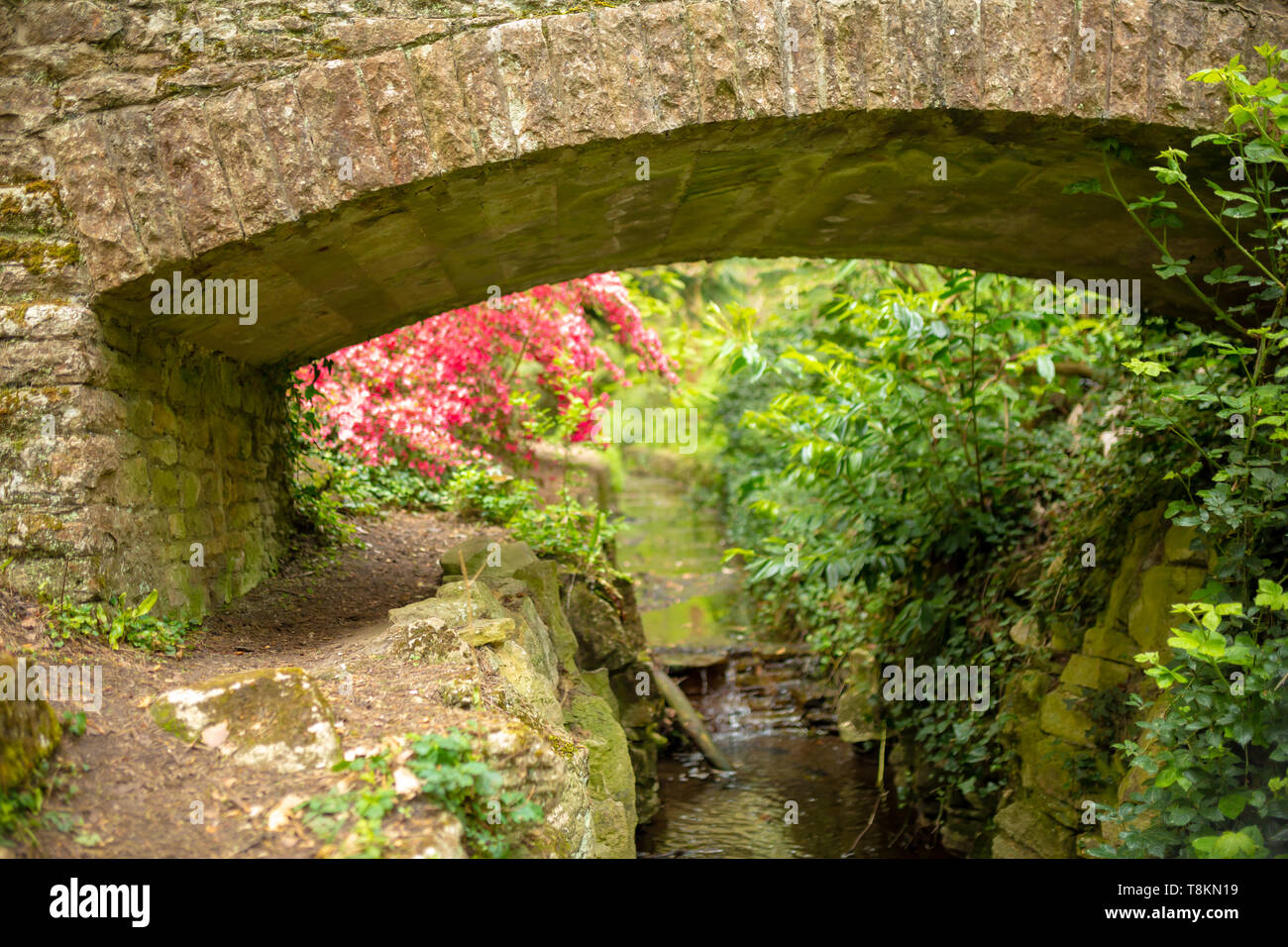 Selektiver Fokus Farbfoto konzentrierte sich auf alte steinerne Brücke mit Rosa azaelea und stream im Hintergrund. Branksome chine Gärten, Poole, Dorset, Engl Stockfoto