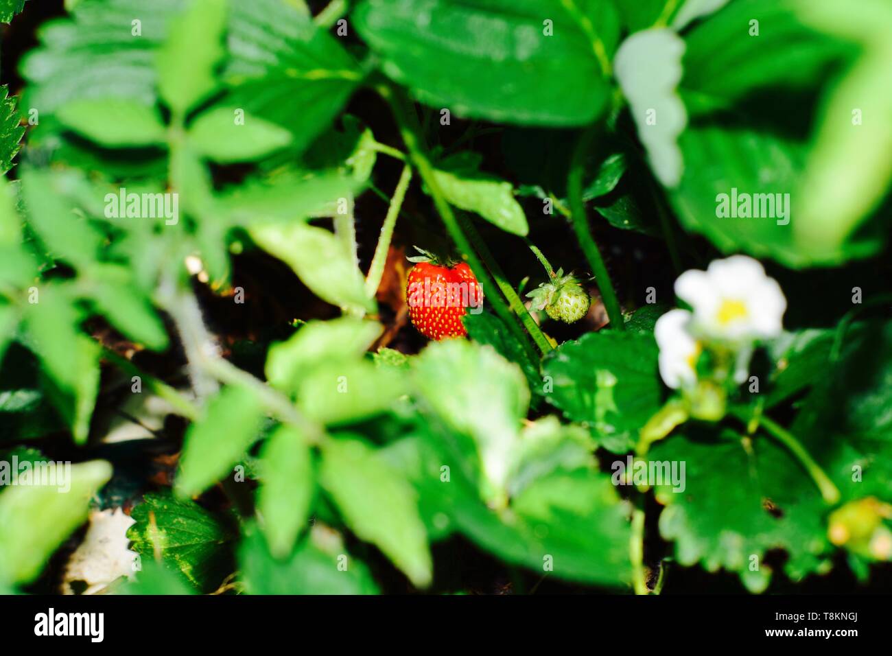 Reif, Wilde Erdbeere, versteckt hinter den Blättern. Stockfoto