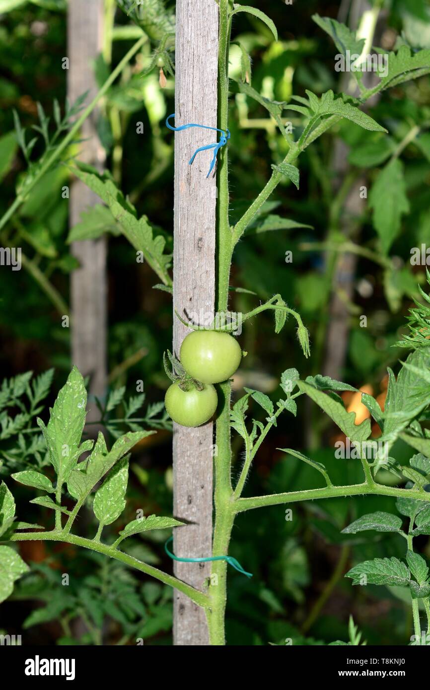 Grüne, unreife Tomaten, wachsen im Garten Stockfoto