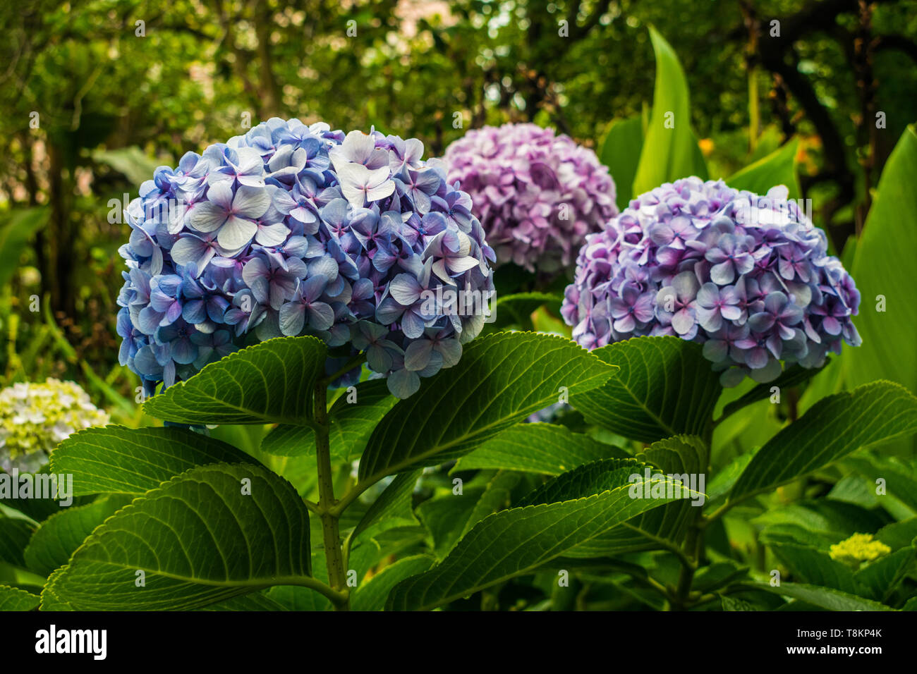 Hortensienblüten mit grüner Vegetation Hintergrund Stockfoto