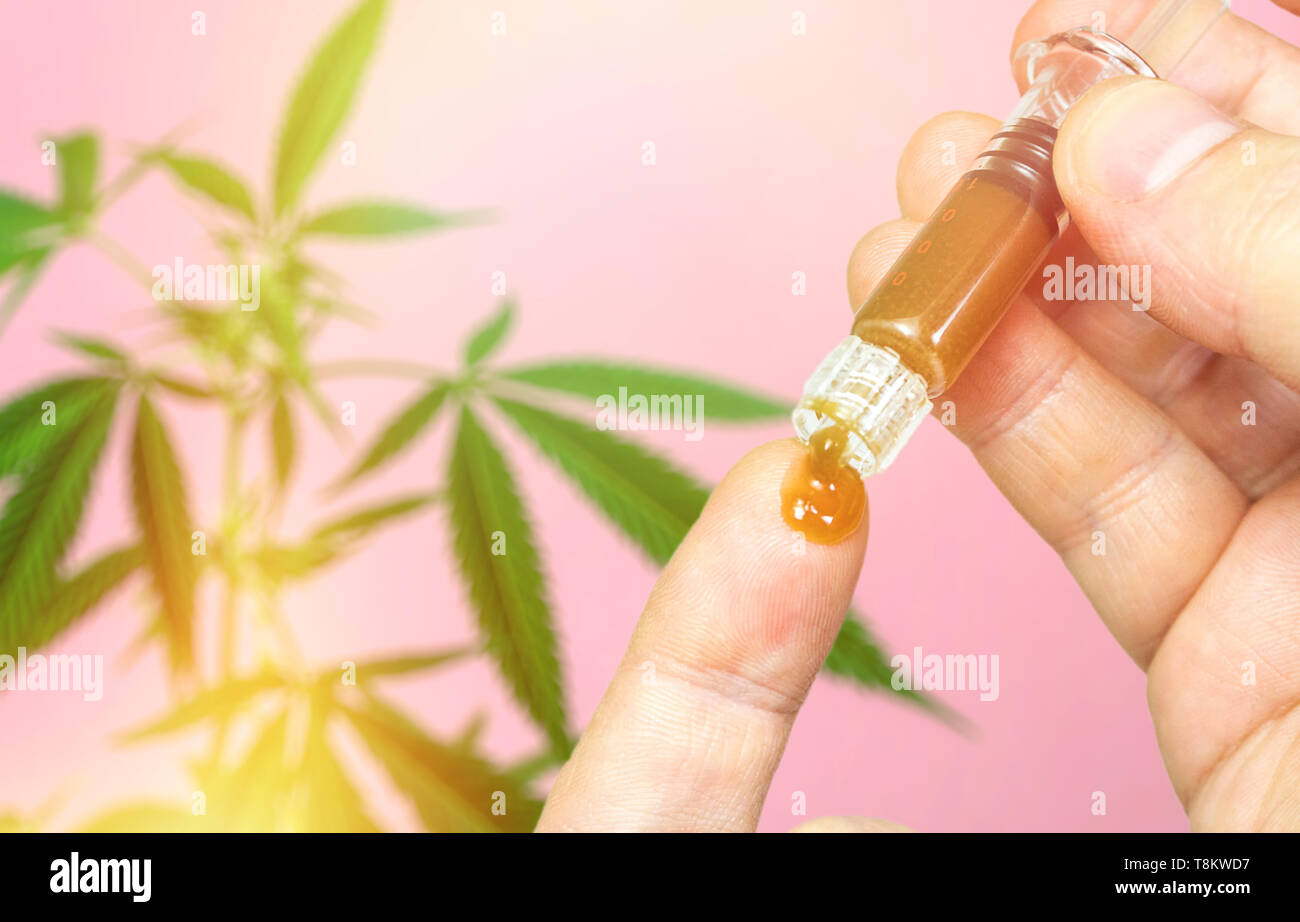 Person Dosierung Cannabis CBD Paste gegen Grünen Cannabis Pflanze isoliert auf rosa Hintergrund Stockfoto