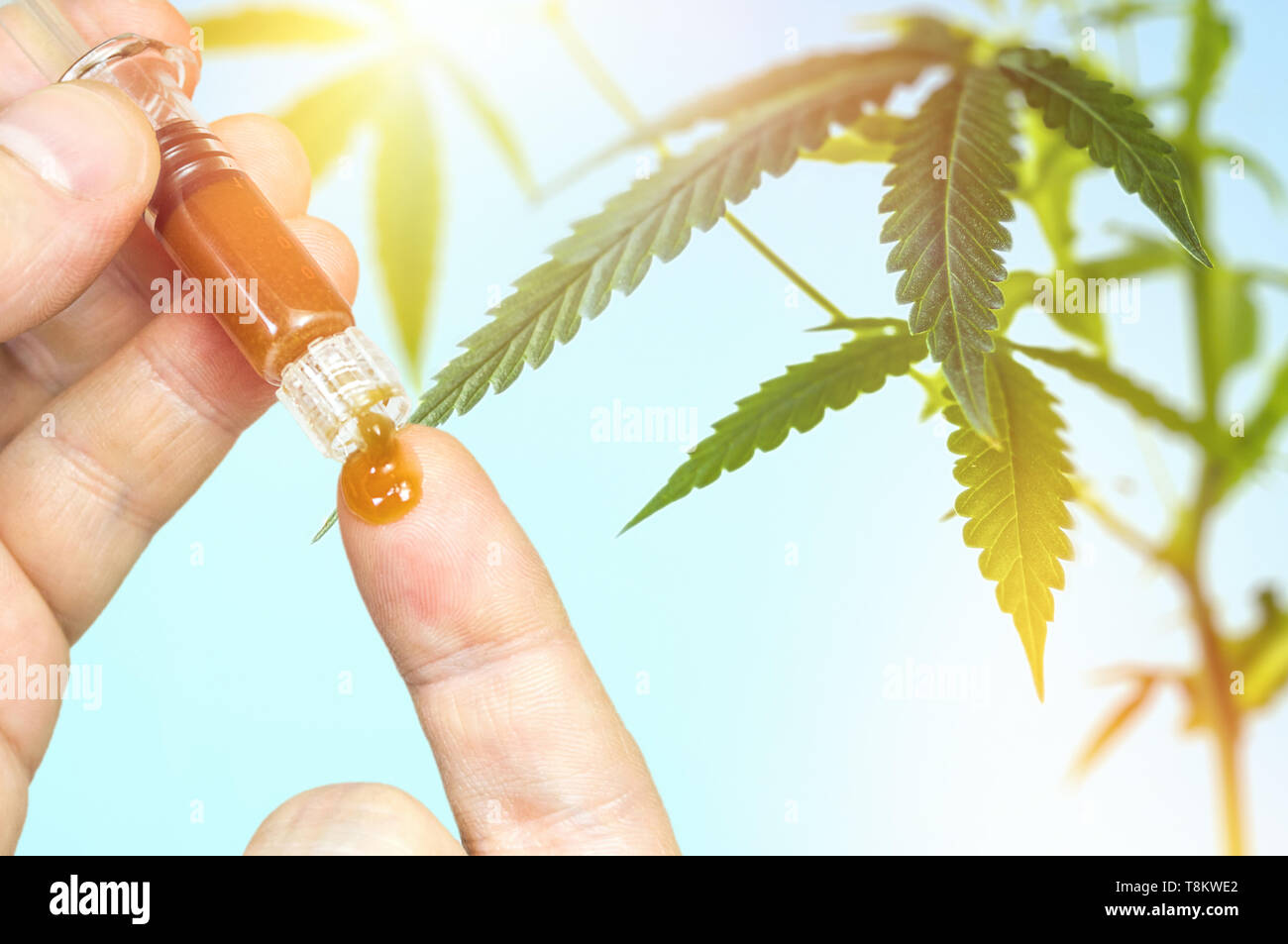 Person Dosierung Cannabis CBD Paste gegen Grünen Cannabis Pflanze isoliert gegen den blauen Himmel, getönt Stockfoto