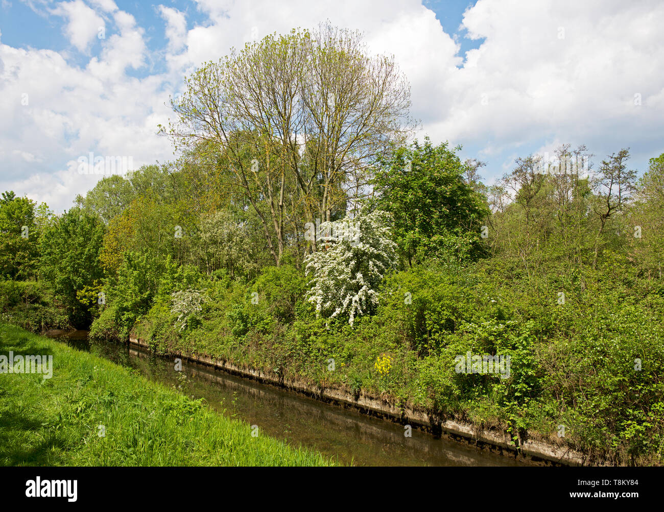 Potteric Carr, eine Yorkshire Wildlife Trust Naturschutzgebiet, in der Nähe von Doncaster, South Yorkshire, England, Großbritannien Stockfoto