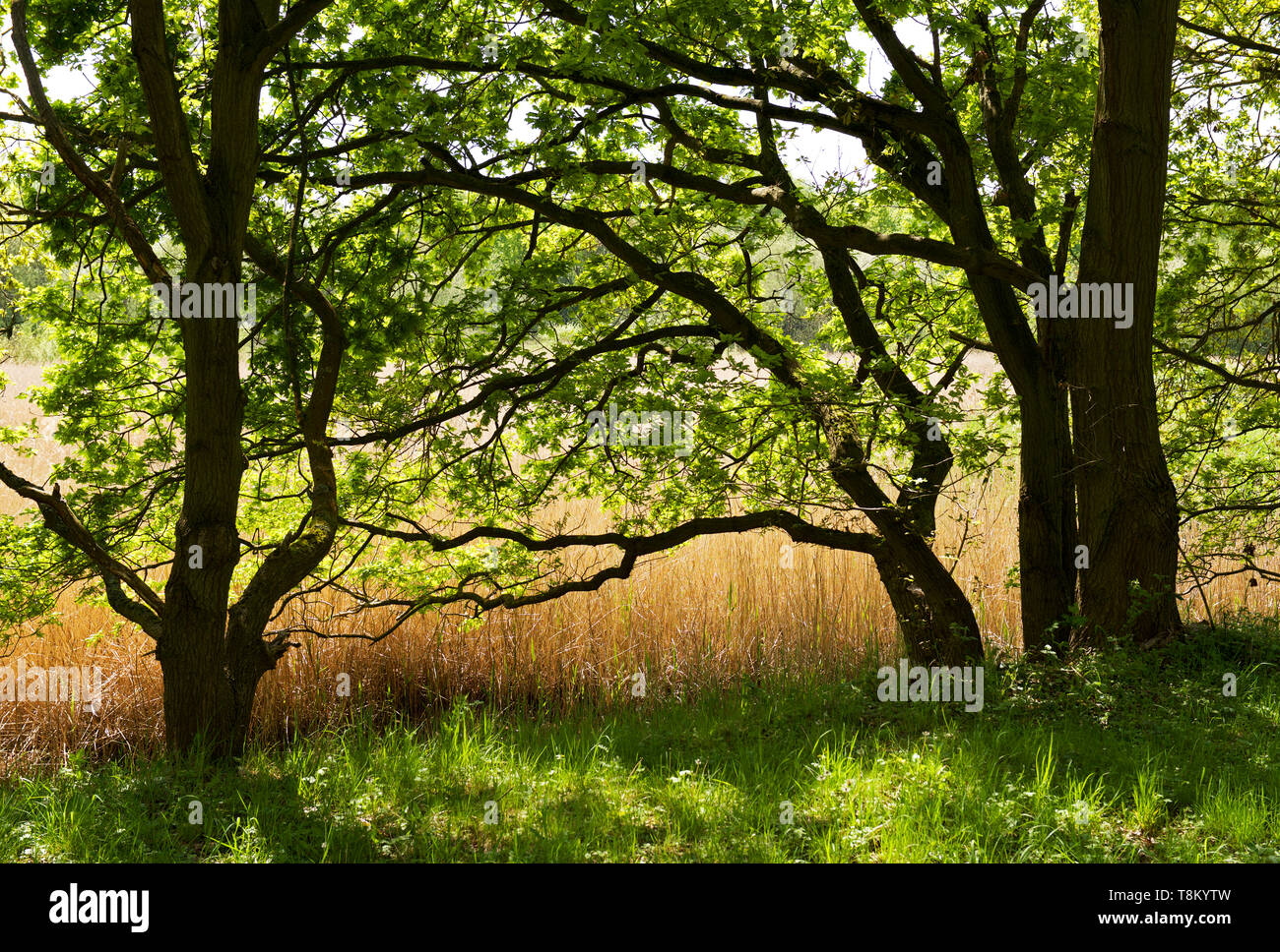 Potteric Carr, eine Yorkshire Wildlife Trust Naturschutzgebiet, in der Nähe von Doncaster, South Yorkshire, England, Großbritannien Stockfoto