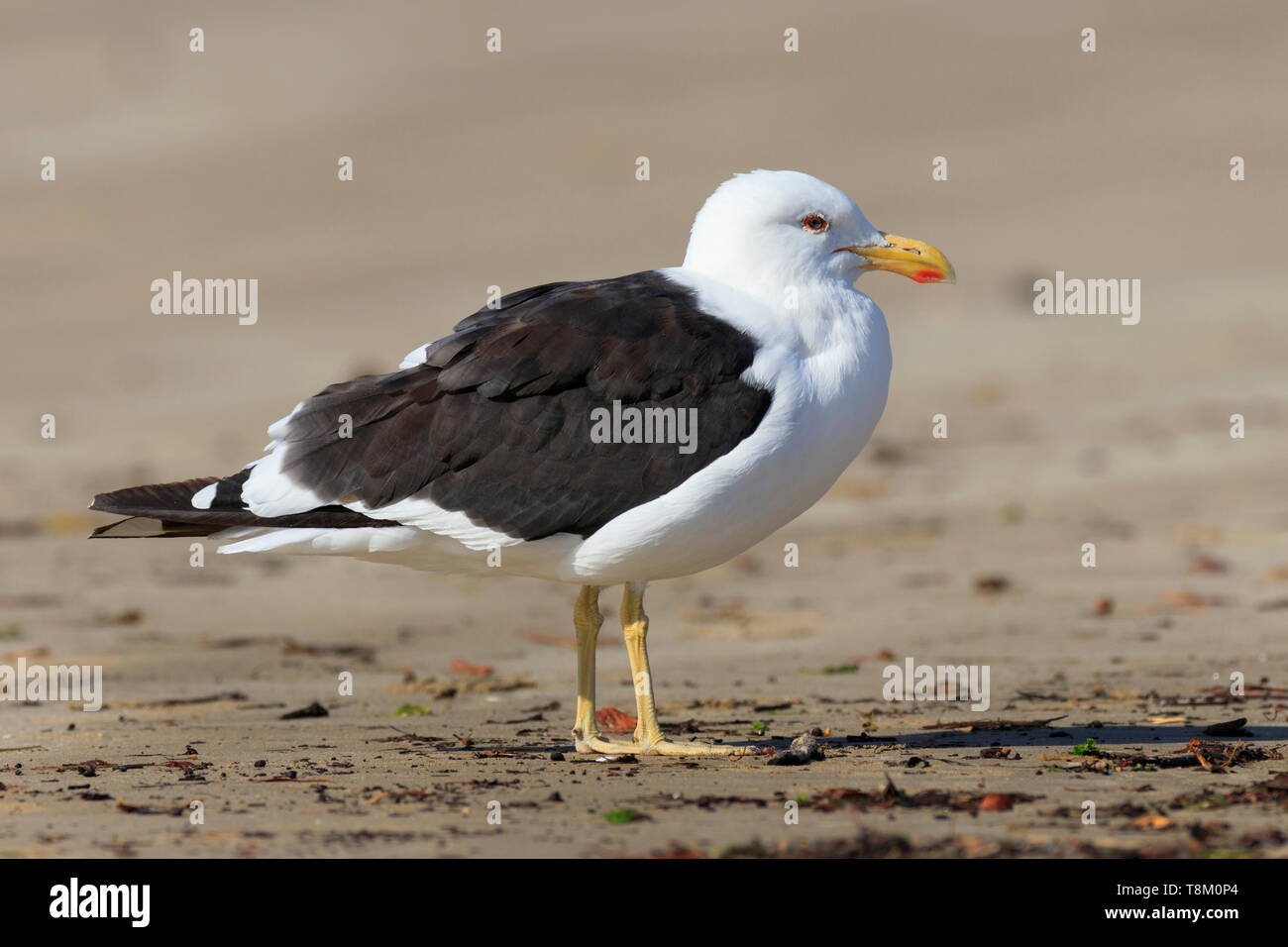 Pacific Gull, Larus pacificus, stehend an einem Sandstrand in der Nähe von Hastings Tasmanien Australien. Stockfoto