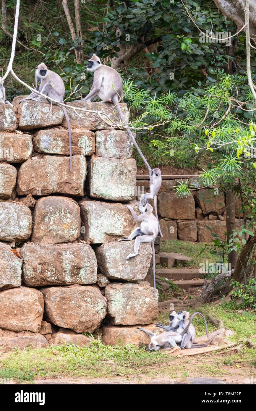 Sri Lanka, zentrale Provinz, Sigiriya, den Lion Rock, archäologische Stätte des ehemaligen königlichen Hauptstadt Sri Lankas, ein UNESCO-Weltkulturerbe, Affen am Fuß der Website Stockfoto
