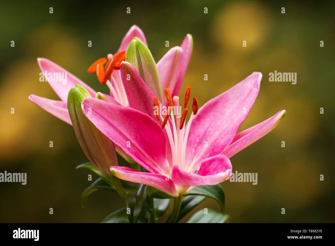 Rosa Lilie auf natürlichen Hintergrund Stockfoto