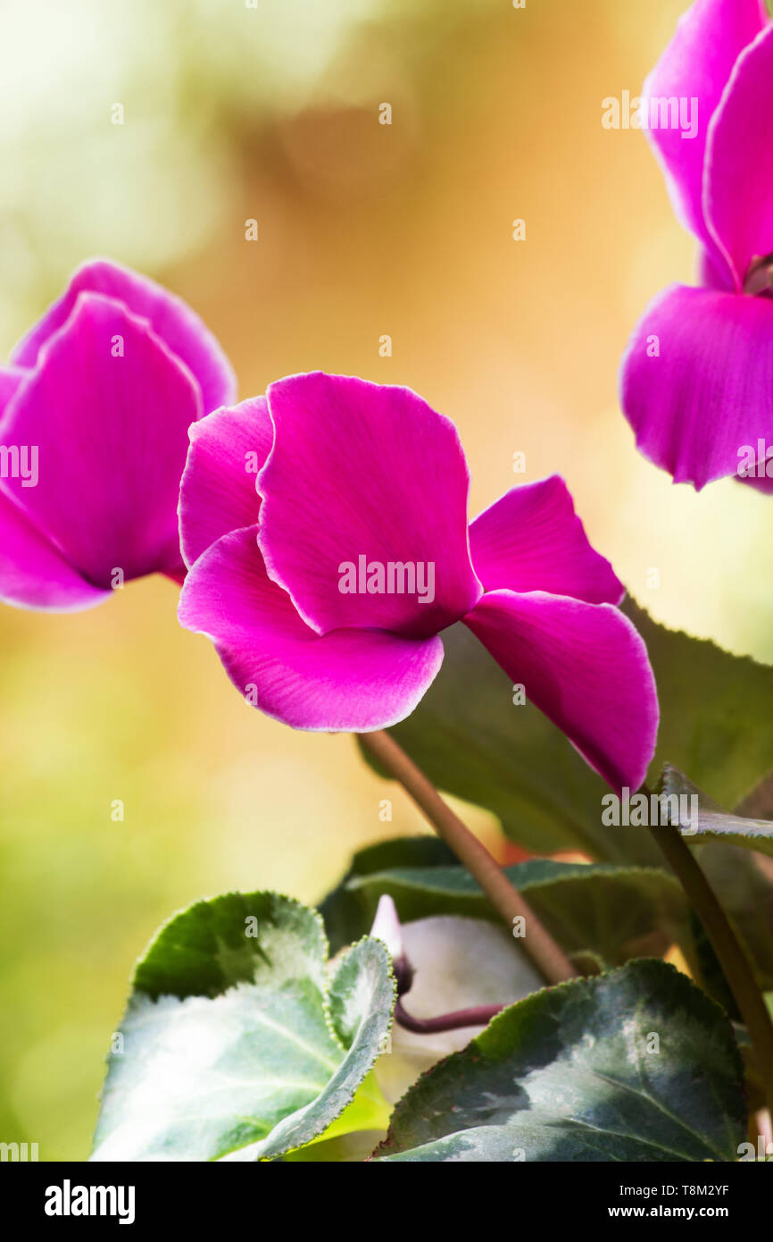 Cyclamen Blumen auf natürlichen Hintergrund Stockfoto