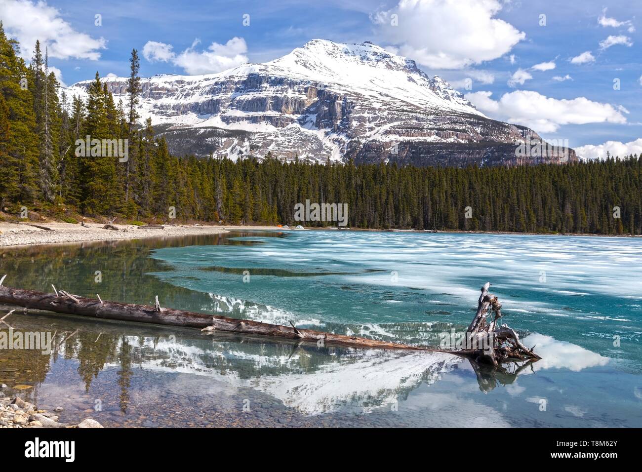 Wunderschöne Landschaft Mit Blauem Gletscher Und Grünem Wald. Der verschneite Sarbach Mountain Peak spiegelt sich in einer ruhigen Wasseroberfläche wider. Banff National Park Frühlingswanderung Stockfoto