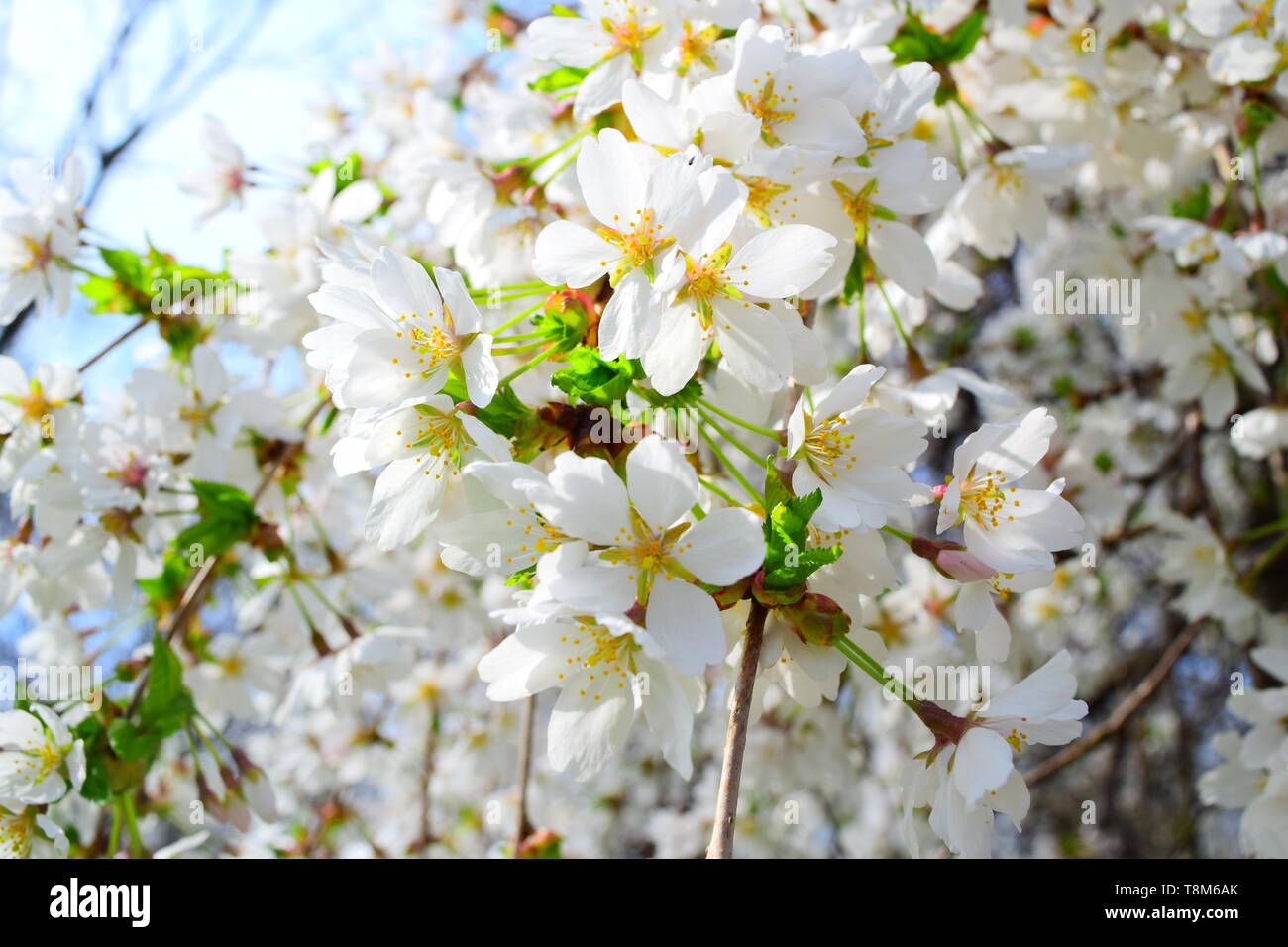 Pflaume Blüten im Frühling Stockfoto