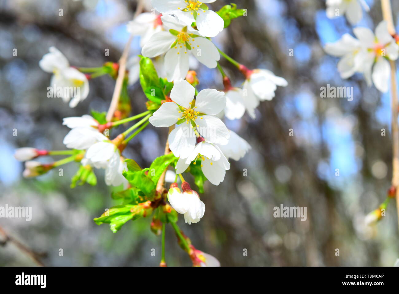 Pflaume Blüten im Frühling Stockfoto