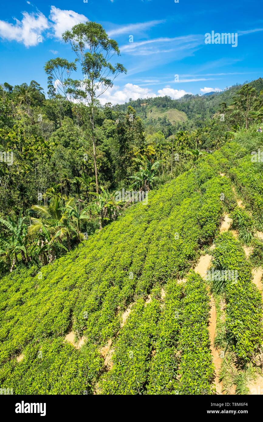 Sri Lanka, Provinz Uva, Ella, die Stadt ist von Hügeln mit Wäldern und Teeplantagen umgeben Stockfoto