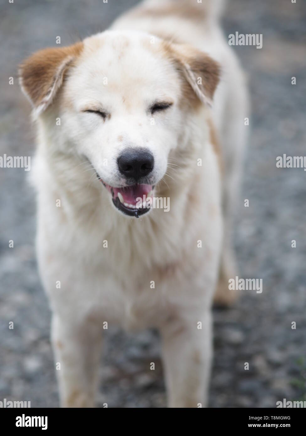 Lächeln weißer Hund stehen auf Steinboden. Stockfoto