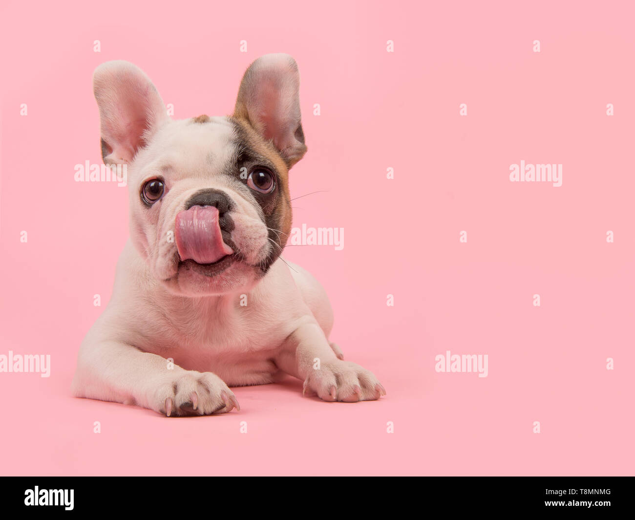 Süße französische Bulldogge Welpe liegend auf einem rosa Hintergrund die Nase lecken Stockfoto