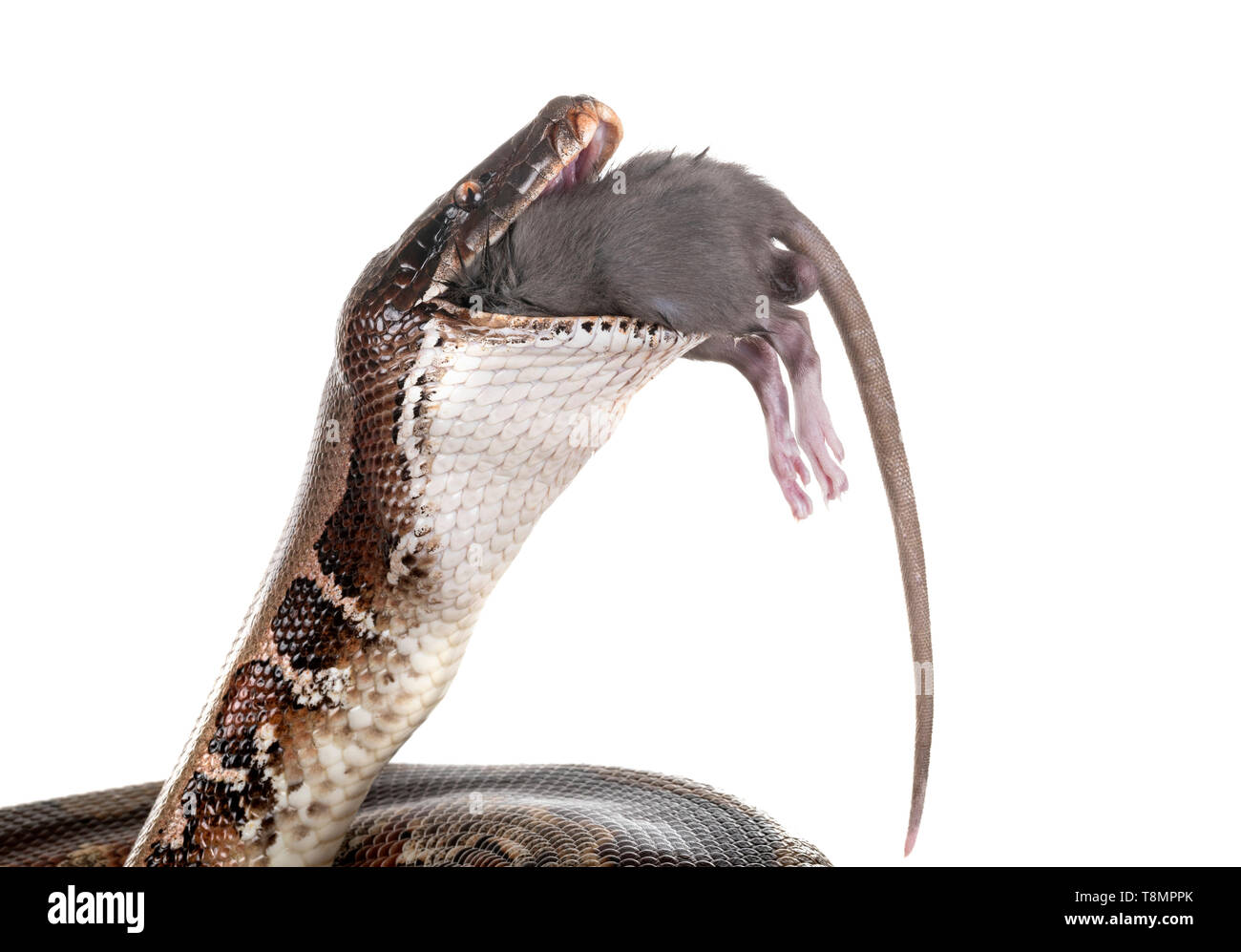 Python brongersmai vor weißem Hintergrund Stockfoto