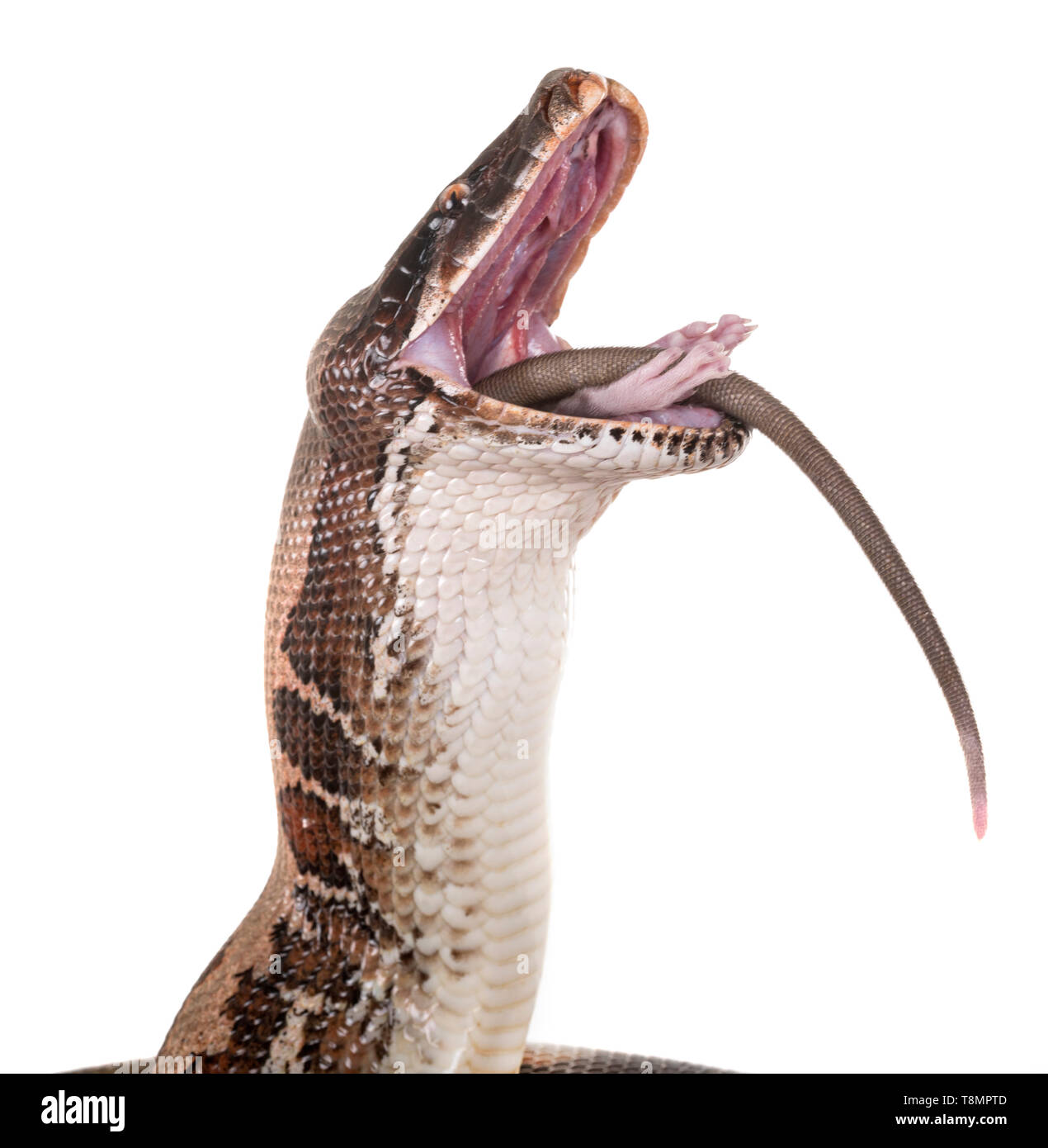 Python brongersmai vor weißem Hintergrund Stockfoto