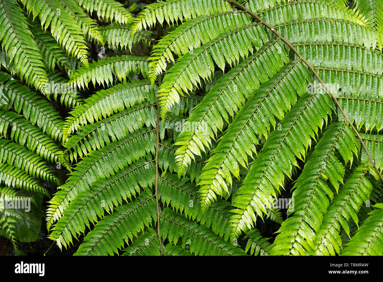 Vertikale Ansicht von grünen feuchten Farnblätter überlagern sich. Stockfoto