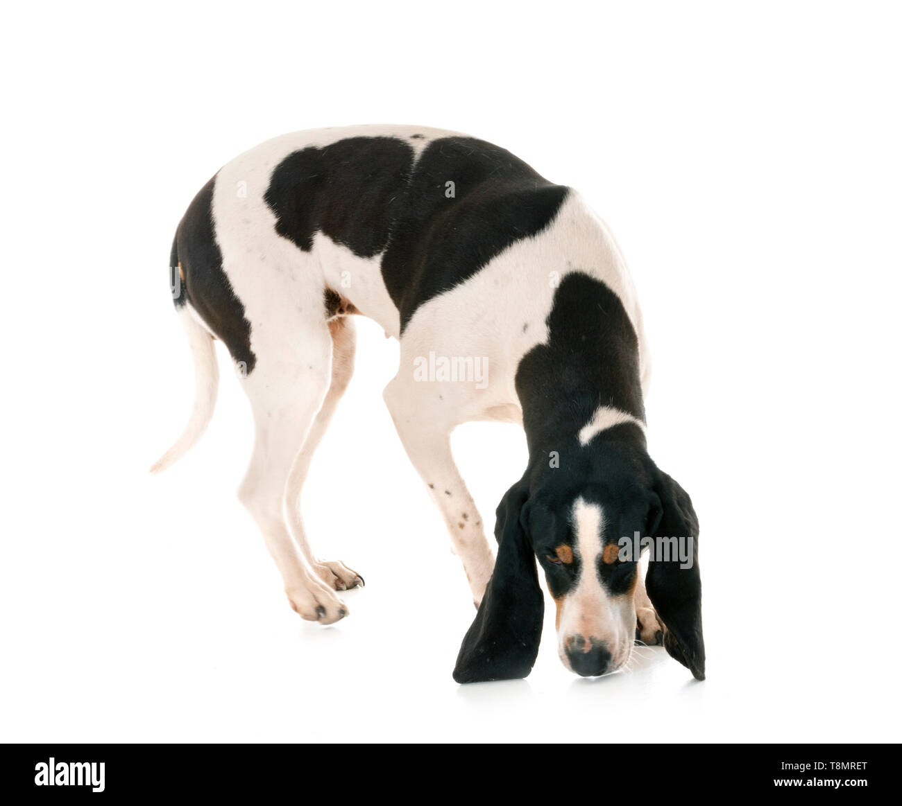 Schweizer Laufhund vor weißem Hintergrund Stockfoto