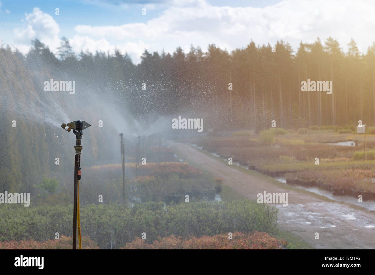 Sprinklersystem arbeiten an einer Gärtnerei Plantage. Bewässerung Stockfoto