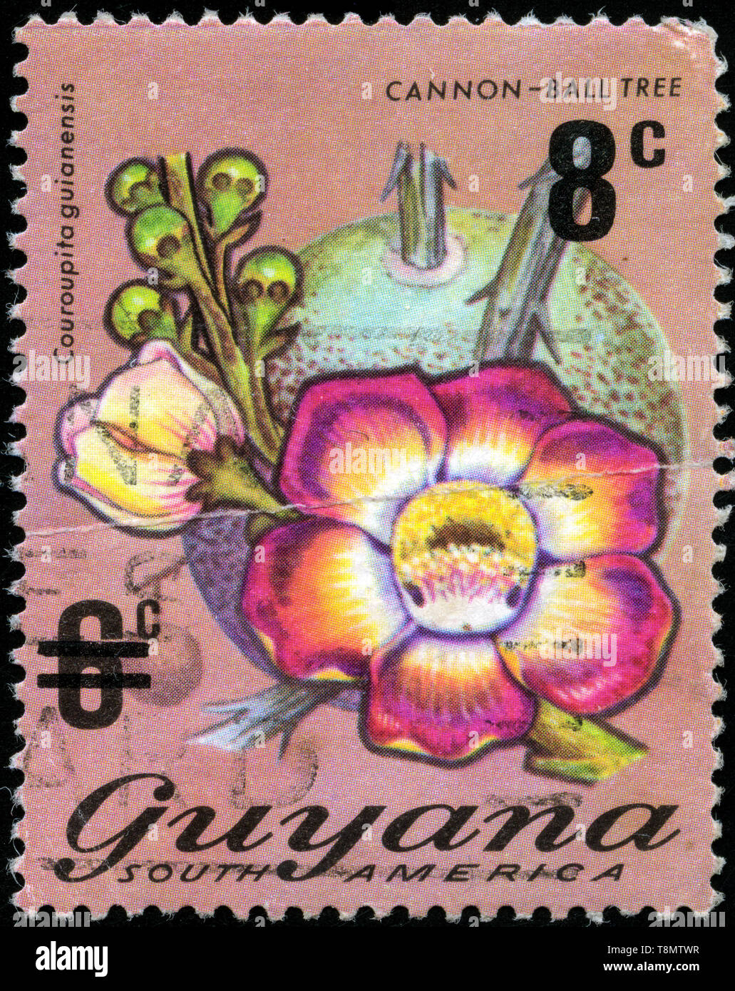 Briefmarke aus Guyana in der Flora Serie 1974 ausgestellt Stockfoto