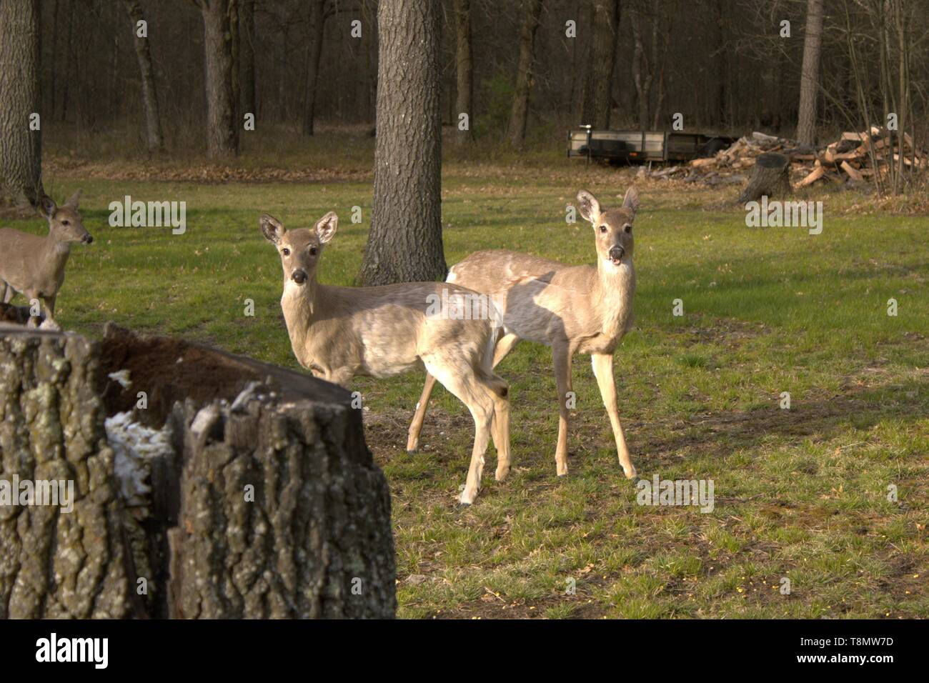 Die Jährlinge auf der Suche nach einem Snack Stockfoto