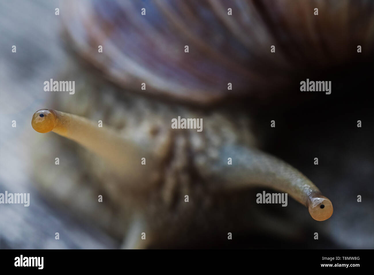 Die Augen eines Weinbergschnecken, nur die Augen im Fokus Stockfoto