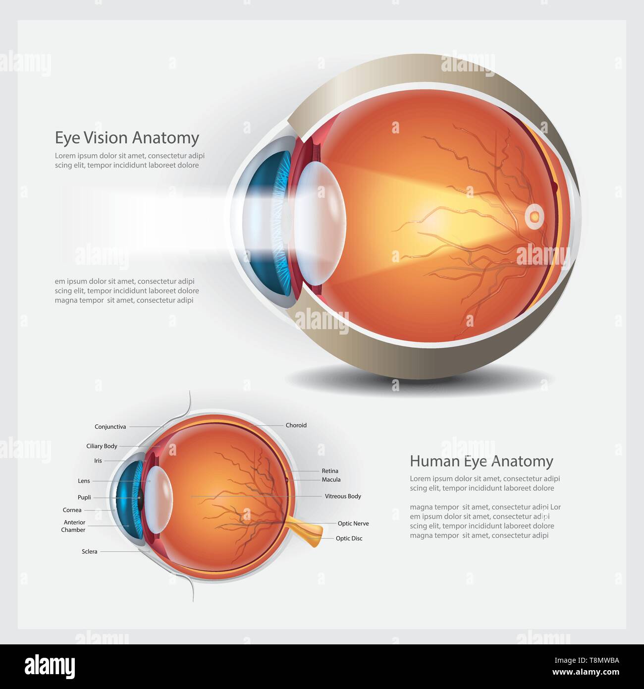 Menschliche Auge Anatomie Vector Illustration Stock Vektor