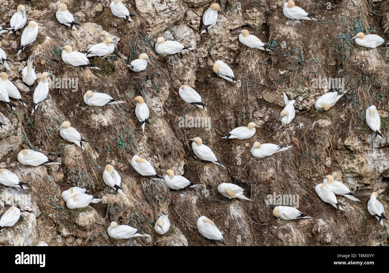 Tonnets Nesting, Bempton Cliffs, Yorkshire, England Stockfoto