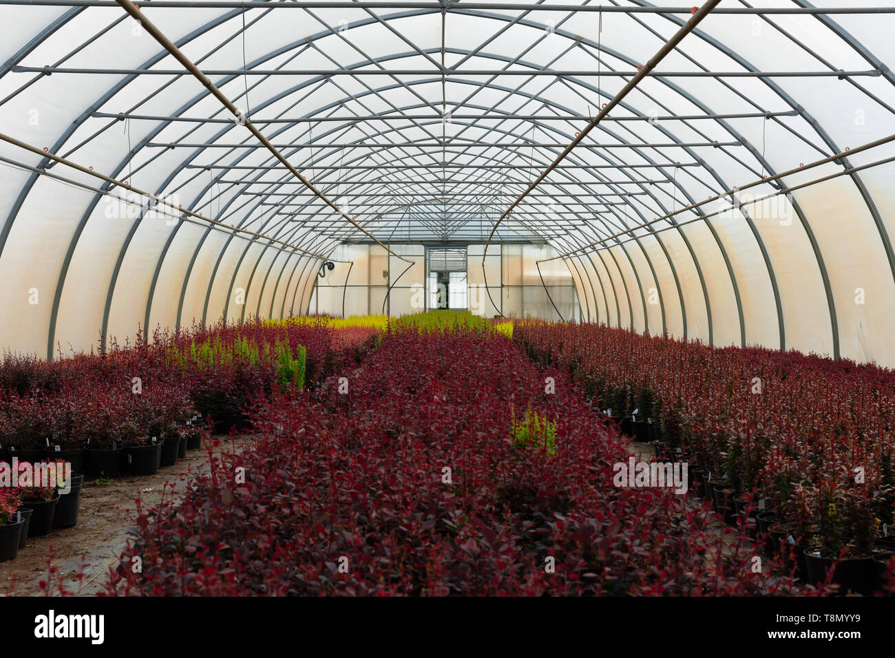 Reihen von jungen Baum pflanzen in der Gärtnerei Gewächshaus store Stockfoto