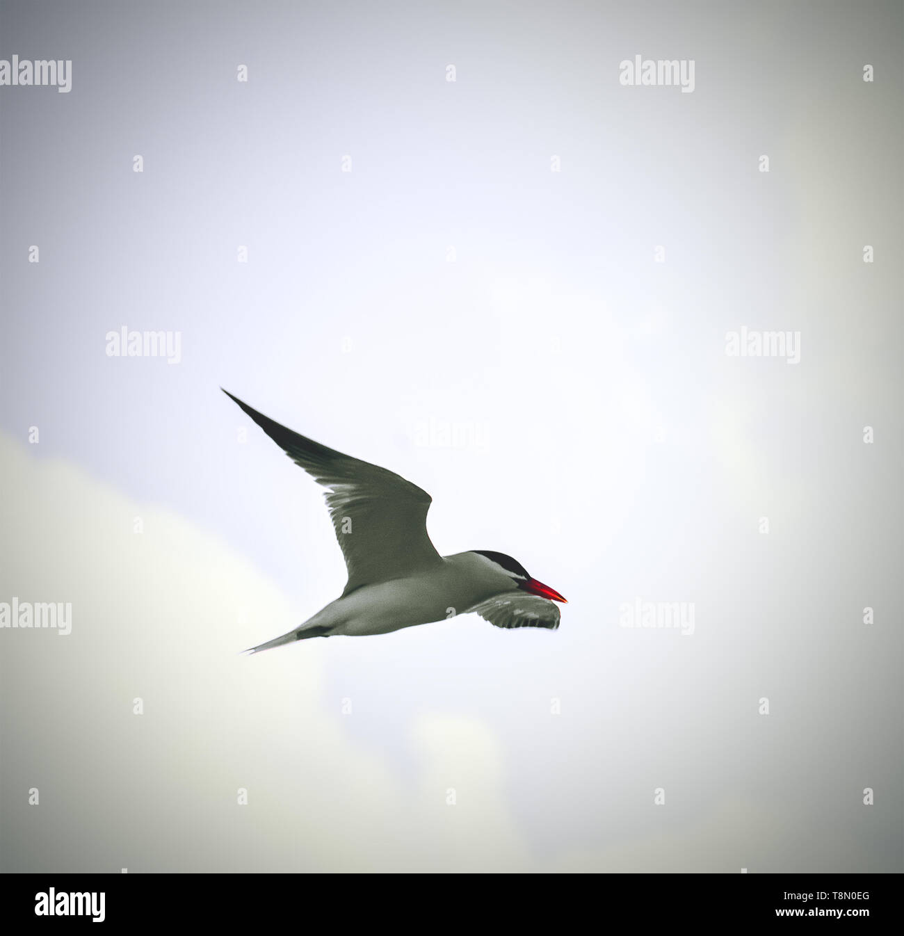 Möwe Meer-tern (Hydroprogne) im Himmel Stockfoto