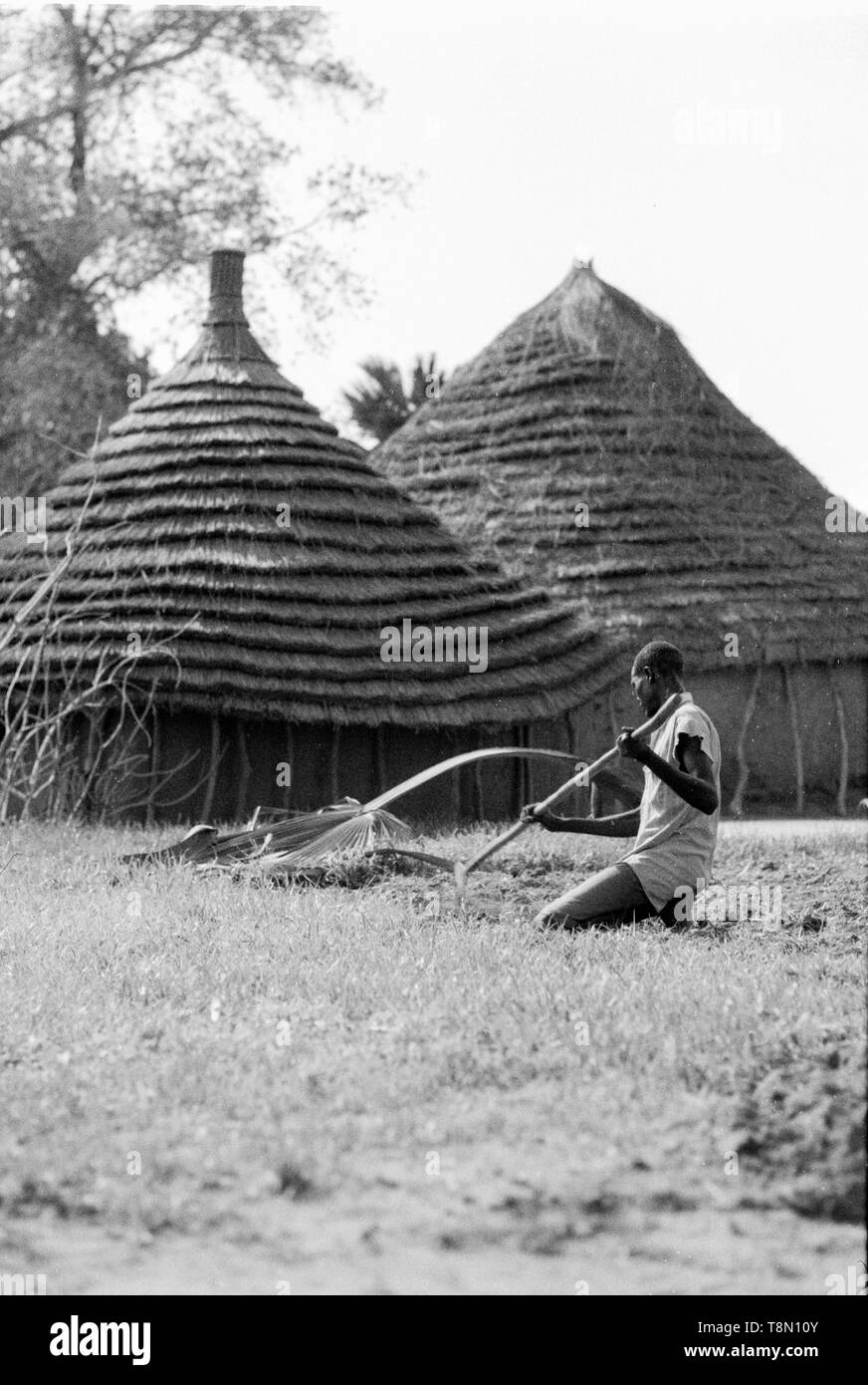 Dika Stamm mit Ihrer beringten umrandete Dach, Malual Kon Stockfoto