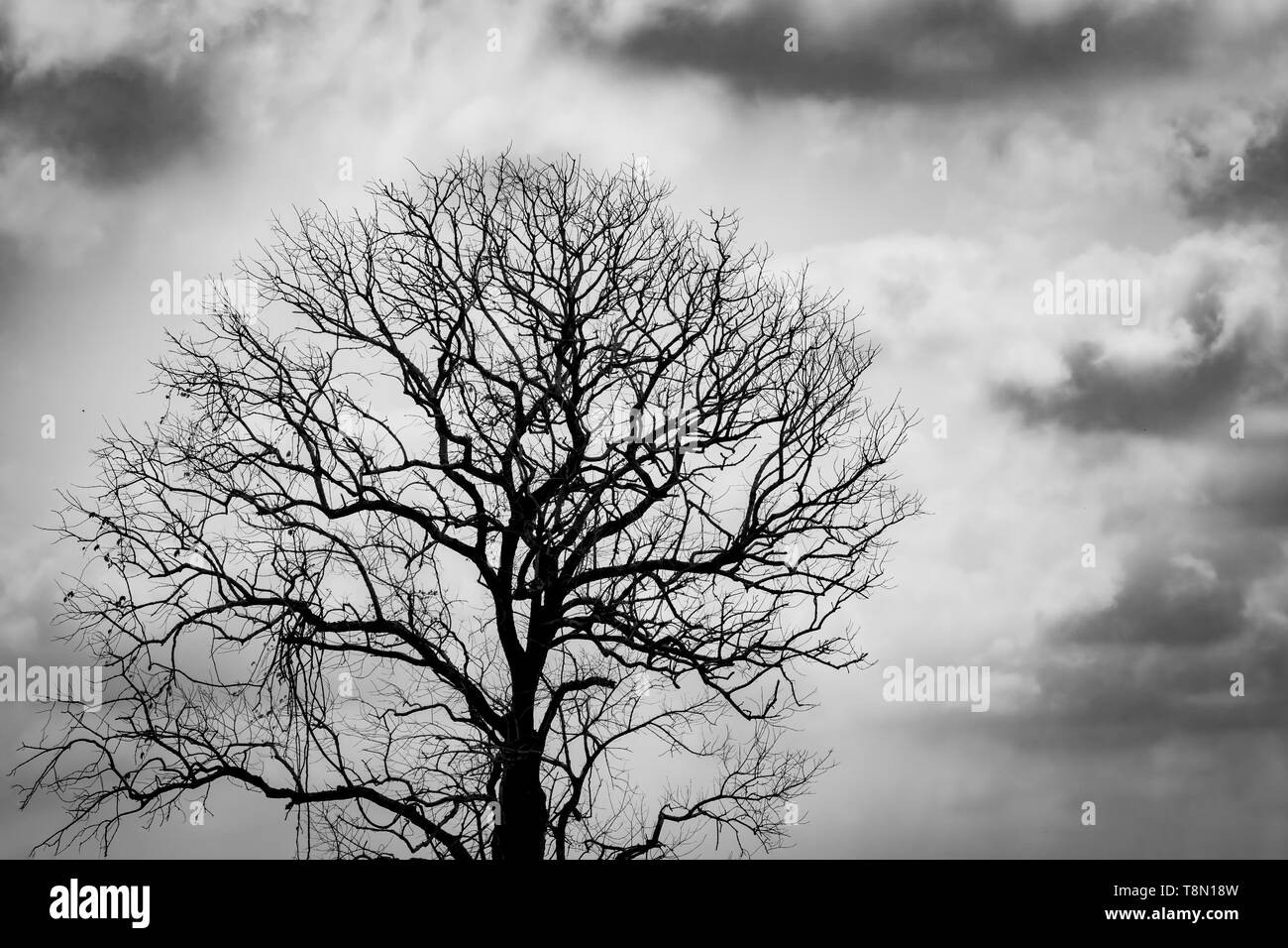 Silhouette blattlosen Baum. Silhouette toten Baum auf dunklen Dramatischer Himmel und Wolken Hintergrund für furchtsam oder Tod. Halloween Tag Hintergrund. Hoffnungslos Stockfoto