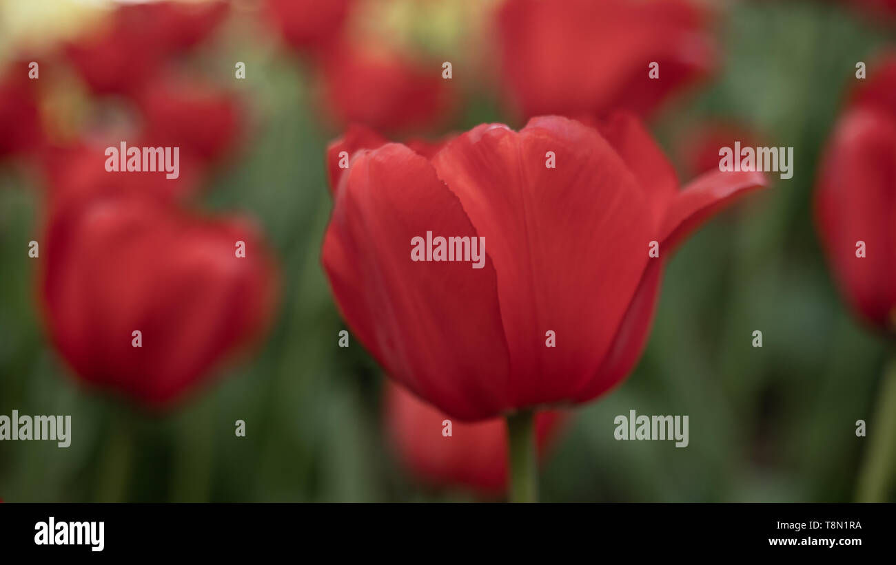 Tulpe Blume. Der Lateinische Name ist Tulipa. Tulip in Form einer Pfingstrose in Rot. Auf dem Hintergrund von grünem Laub. Close-up. Der Hintergrund ist bl Stockfoto