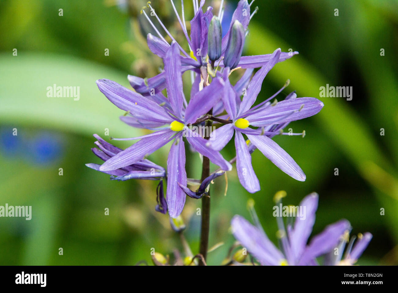Die Blumen einer violetten camassia Stockfoto