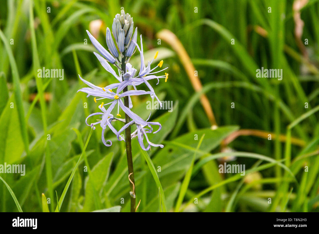 Die Blumen eines Kamass von Cusick (Camassia cusickii) Stockfoto