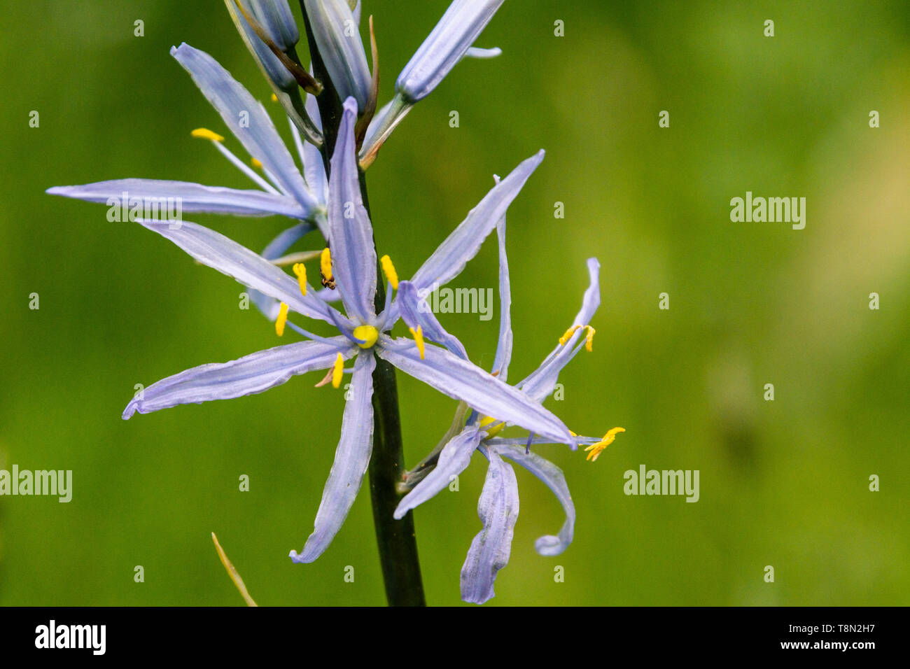 Die Blumen eines Kamass von Cusick (Camassia cusickii) Stockfoto