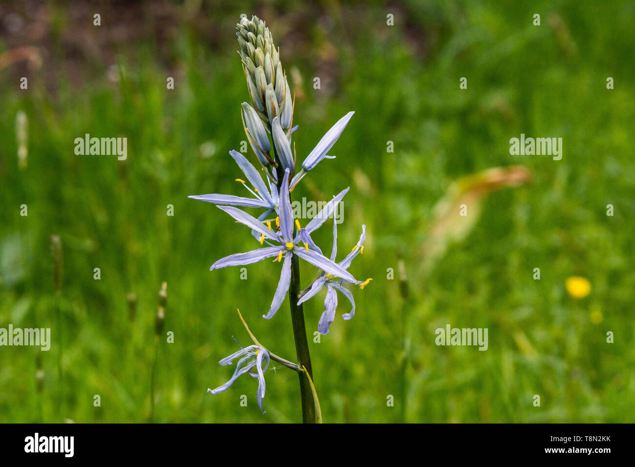 Die Blumen eines Kamass von Cusick (Camassia cusickii) Stockfoto