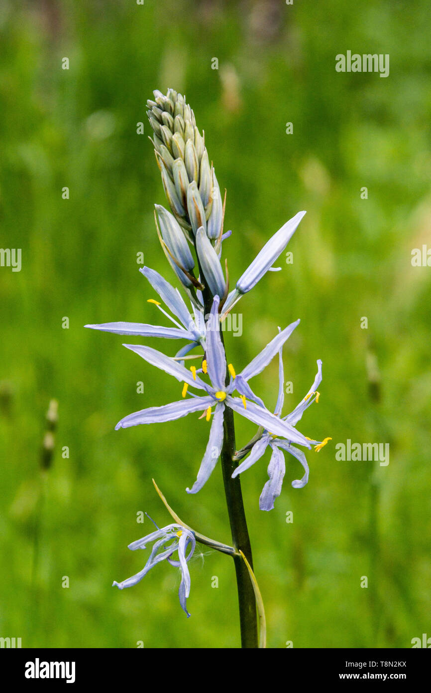 Die Blumen eines Kamass von Cusick (Camassia cusickii) Stockfoto