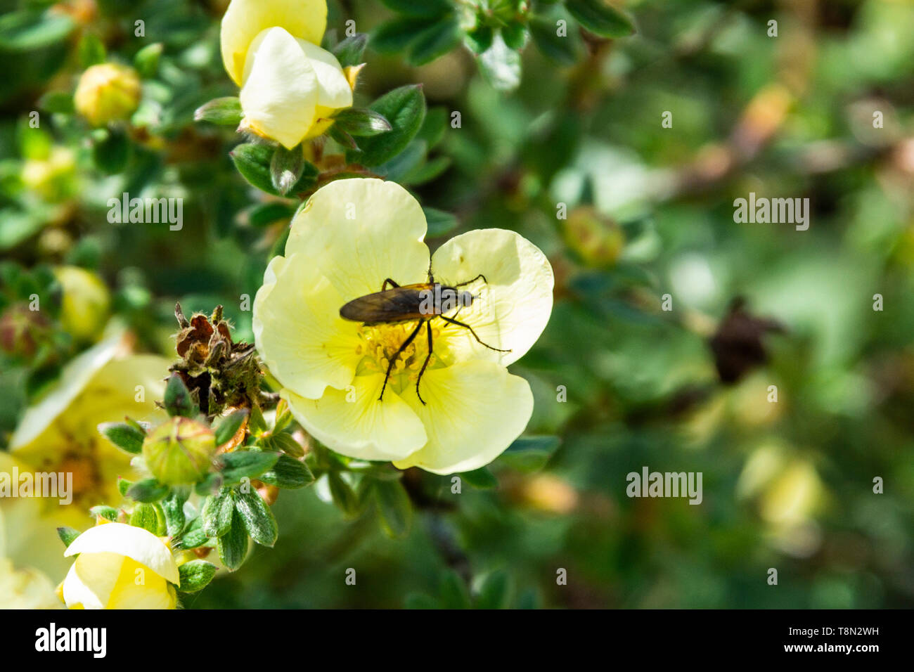 Eine Empis tessellata auf blassgelber Blume Stockfoto