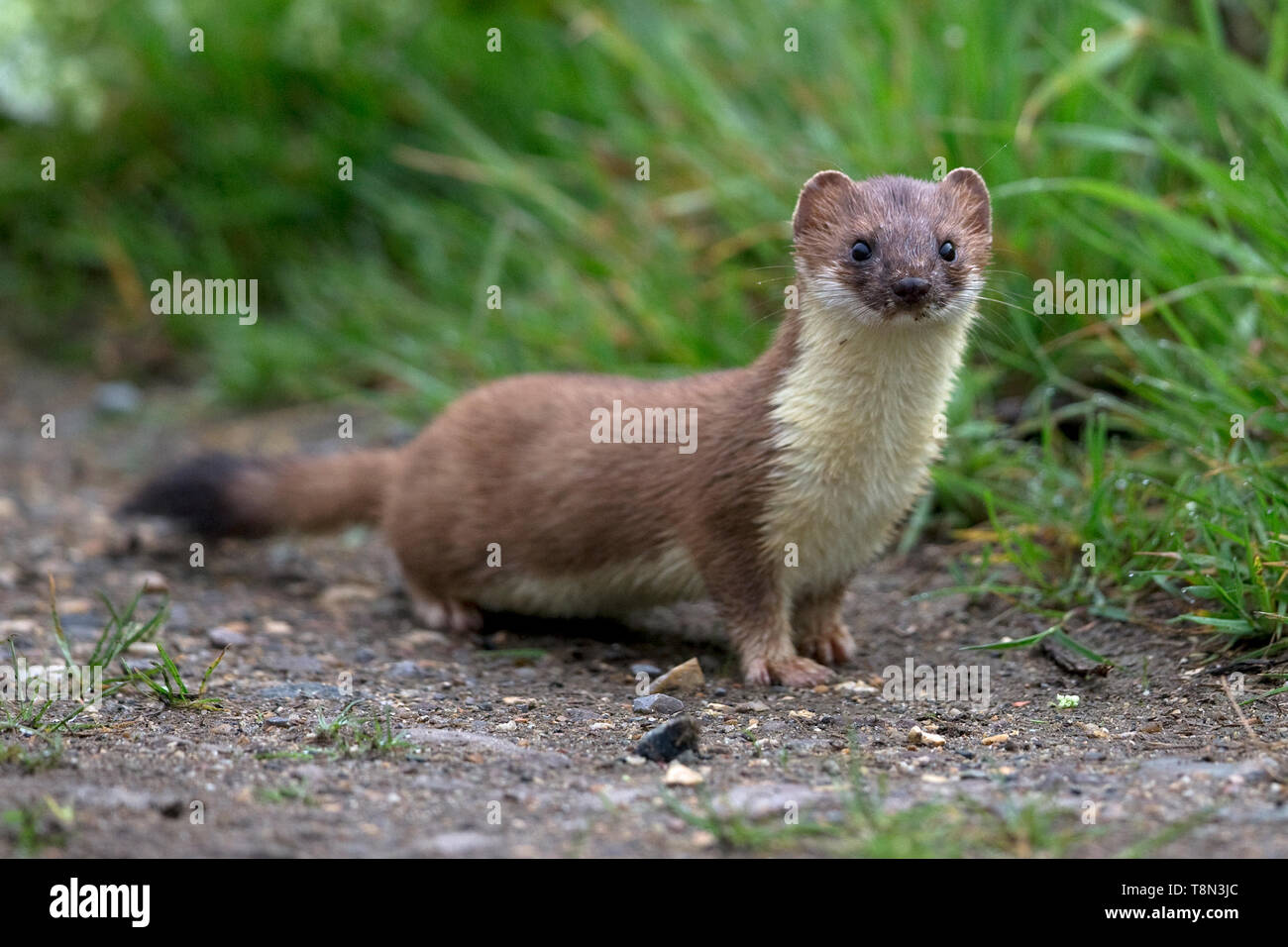 Hermelin (Mustela Erminea) Stockfoto