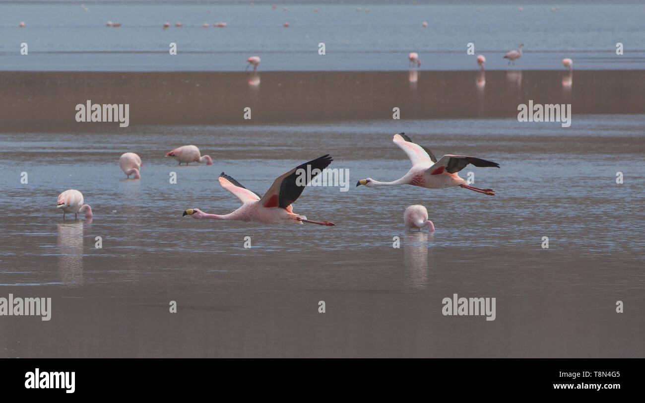 Flying James Flamingos (Phoenicoparrus jamesi), Eduardo Avaroa National Reserve, Salar de Uyuni, Bolivien Stockfoto