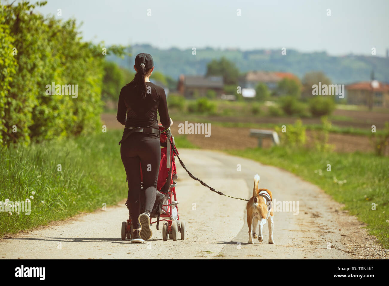 Mutter mit Kinderwagen und Hund draußen in der Natur auf einem Feldweg. Sonnigen Tag auf dem Land mit Kind und Beagle Hund Stockfoto