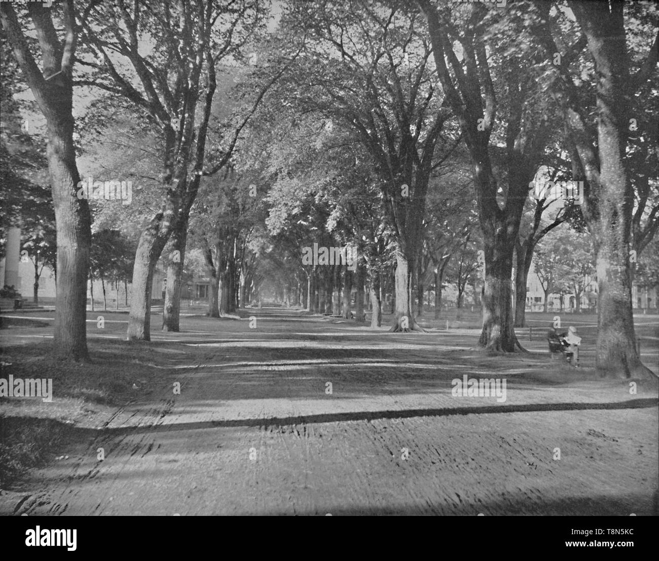 "Die Ulmen, 'New Haven, Anschl.', c 1897. Schöpfer: Unbekannt. Stockfoto