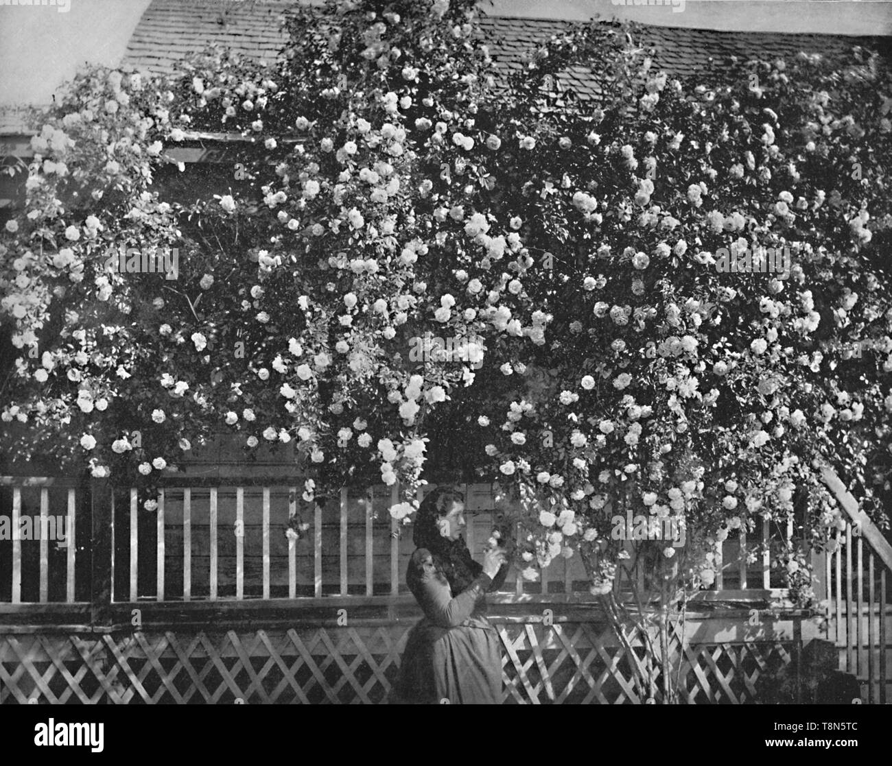 "Eine Rose-Decked Home, Southern California', c 1897. Schöpfer: Unbekannt. Stockfoto