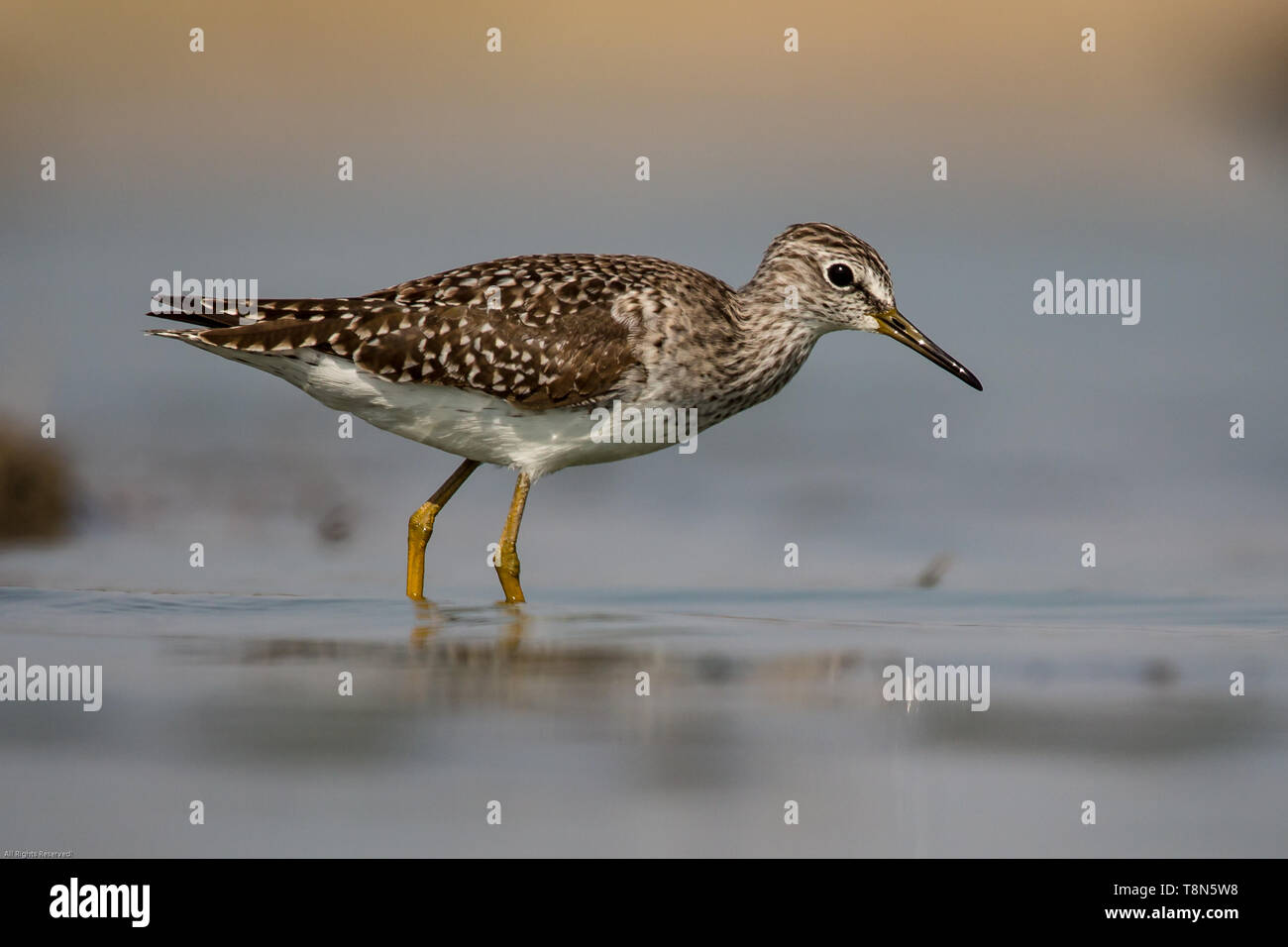 Bruchwasserläufer Stockfoto