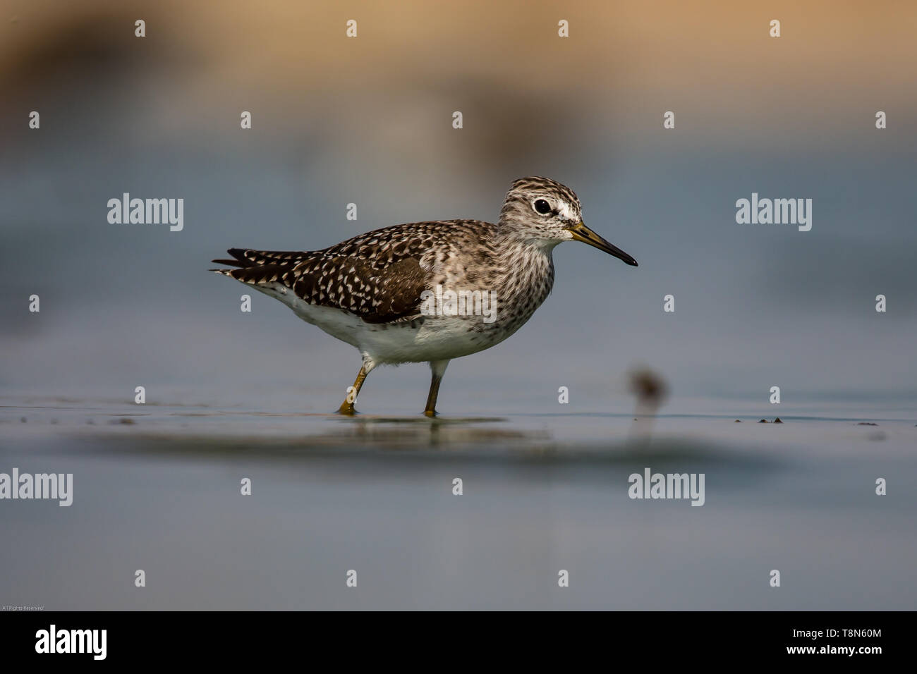 Bruchwasserläufer Waten durch blaue Wasser Stockfoto