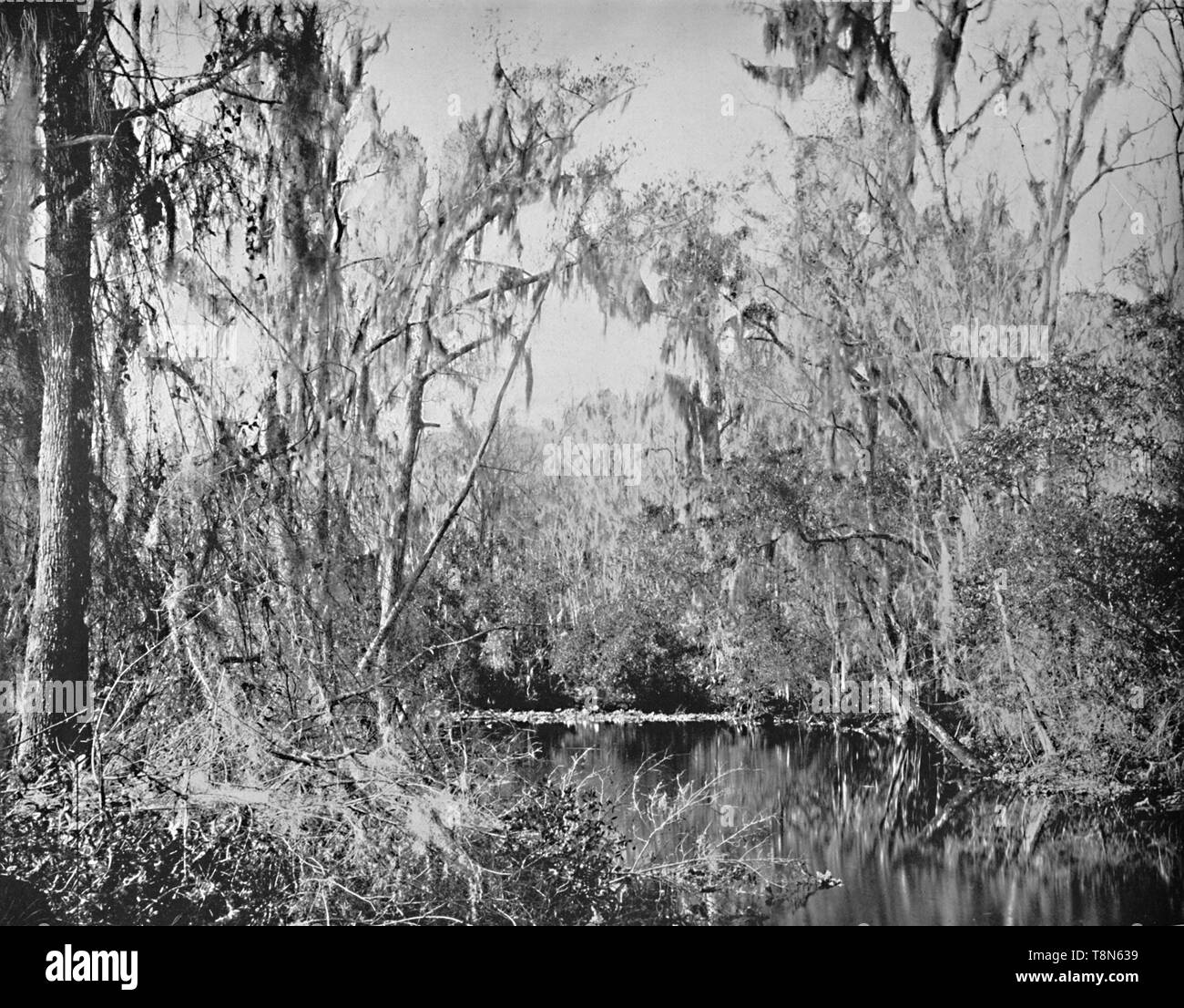 "Governor's Creek, Ocklawaha River, Florida', c 1897. Schöpfer: Unbekannt. Stockfoto